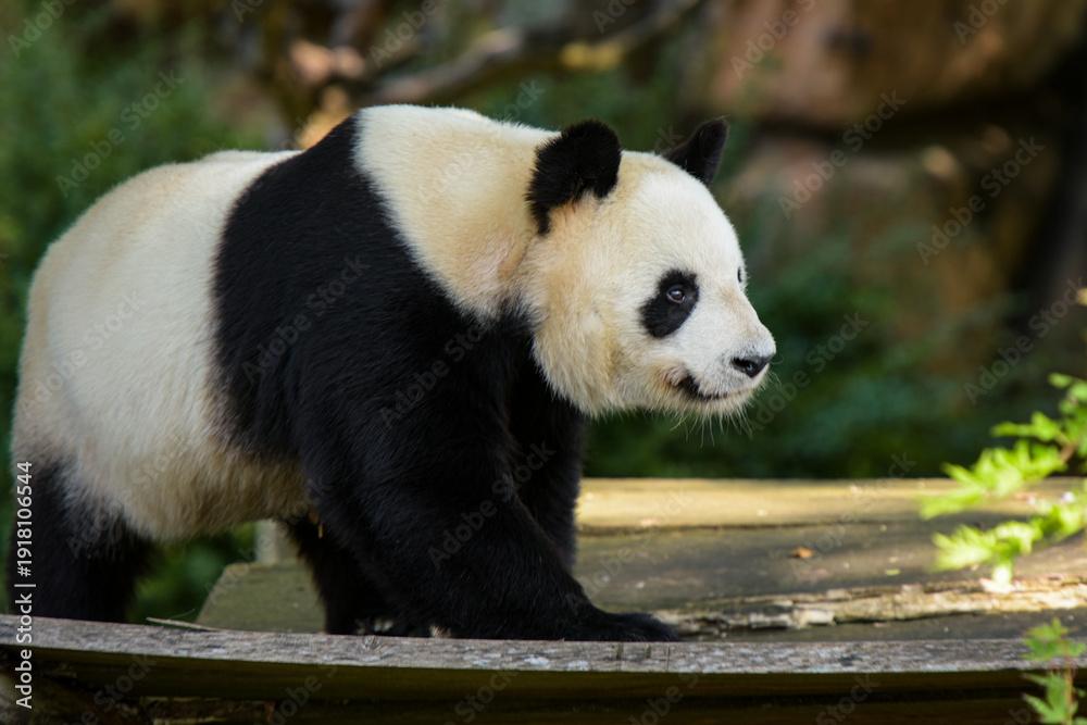 Obraz premium View on a young panda