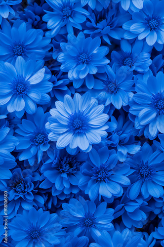 Vivid blue daisy flowers backdrop. Floral texture. 8 March Women's Day wallpaper