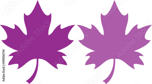 Two purple maple leaves on white background
