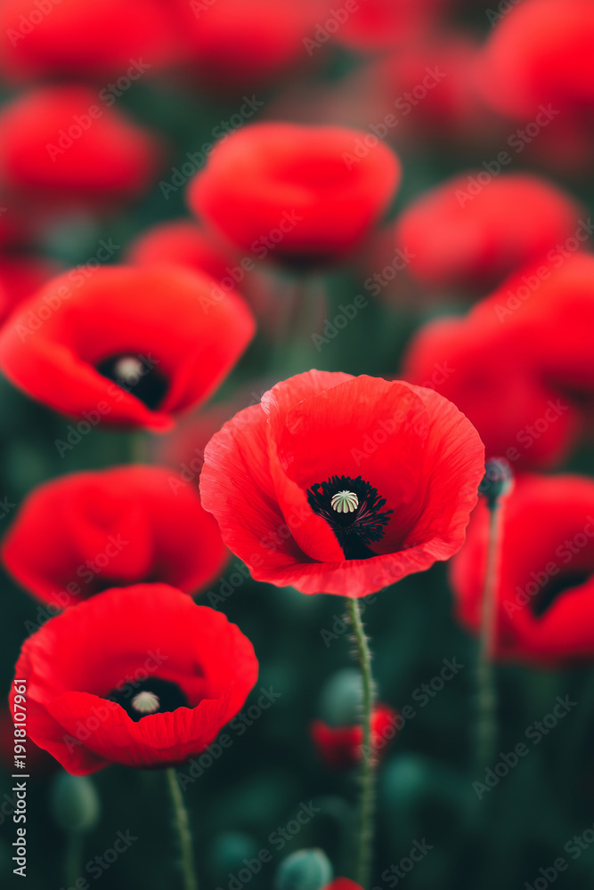 Obraz premium Red poppy flower in a field with a blurred setting. Selective focus on a single blooming papaver in a summer meadow. Nature and floral concept
