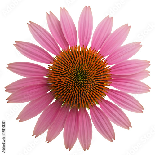 Pink coneflower flower isolated on transparent background for design