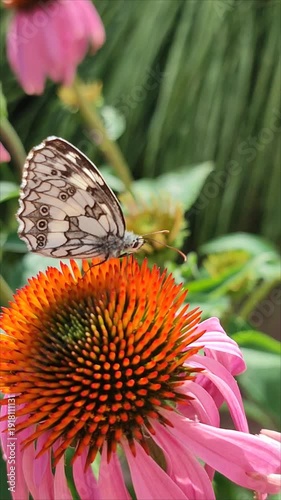 Macro shot of a Marbled White butterfly pollinating a pink Coneflower (Echinacea) and collecting pollen.