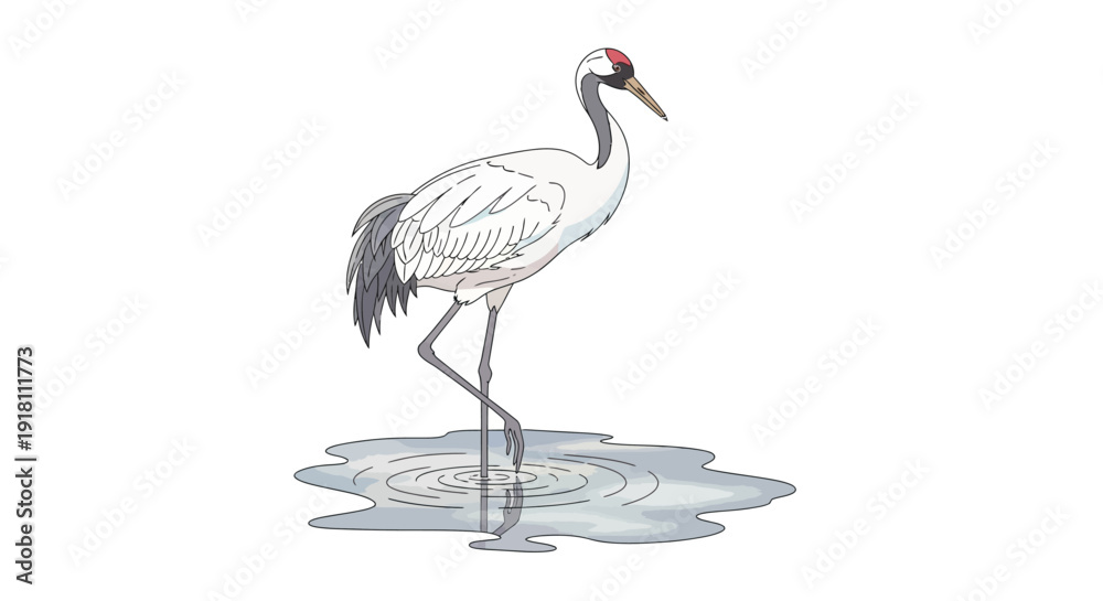 Fototapeta premium White Bird Standing in Water Illustration.