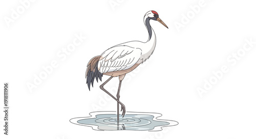 White Crane Standing on One Leg.