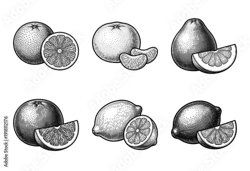 Vintage engraving style collection of citrus fruits featuring orange mandarin pomelo grapefruit lemon and lime with cross sections and segments