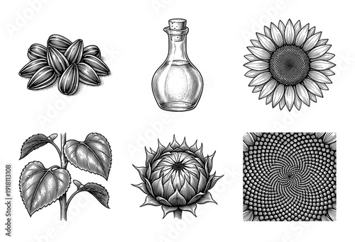 Sunflower botanical illustration collection featuring seeds, oil bottle, blooming flower, leaves, and phyllotaxis pattern in vintage woodcut style