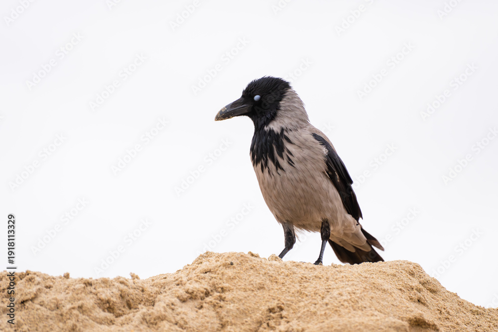Obraz premium a hooded crow with its characteristic black head, bib, and wings contrasted against a grey body, perched atop a textured sand mound under a bright, overcast sky.