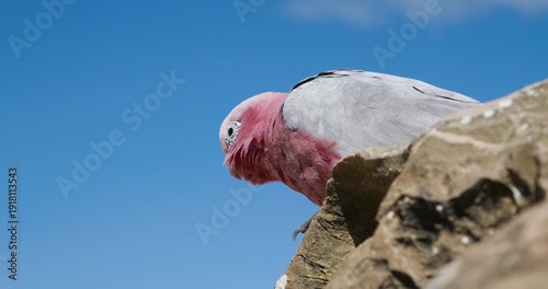 Galah Pink and Grey Cockatoo Australian Birds
