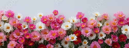 A row of flowers with pink and white petals