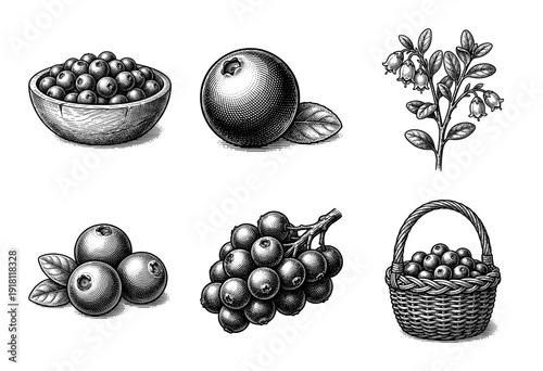 Vintage woodcut style collection of wild berries featuring botanical illustrations of blueberries and huckleberries in bowls and baskets.