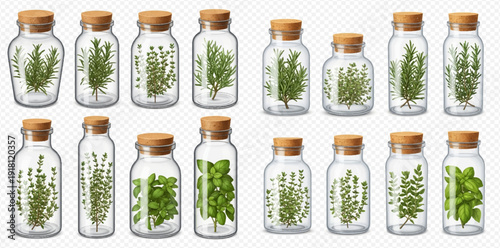 Collection of various fresh green herbs in glass jars with cork stoppers, including rosemary, thyme, and basil, on a transparent background.