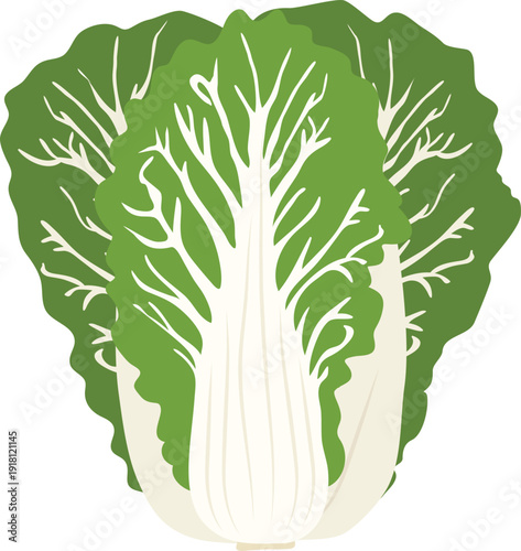 김장김치 재료 배추