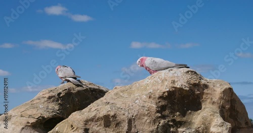 Galah Pink and Grey Cockatoo Australian Birds
