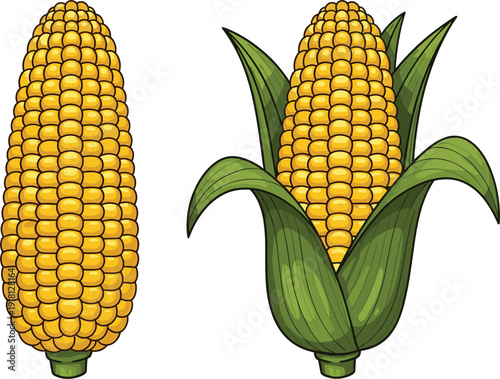 Two Yellow Corn Cobs With Green Leaves One Peeled And One Unpeeled Keywords: corn, maize, cob, yellow, kernels, green, leaves