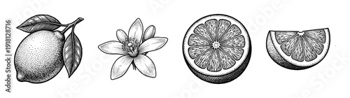 Vintage botanical engraving of lemon fruit and flower collection featuring whole fruit, blossom, half cut, and sliced wedge in a detailed stipple and line art style.