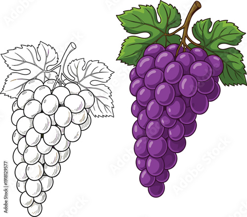 Detailed illustration of a purple grape cluster with green leaves alongside a black and white line art version isolated on a white background.