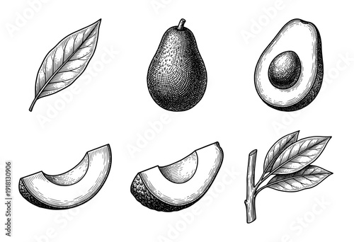Vintage engraving style avocado collection featuring whole fruit, halved with pit, slices, and botanical leaves in a classic woodcut line art aesthetic.