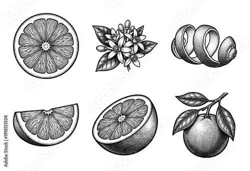 Vintage engraving style citrus fruit collection featuring whole orange with leaves, sliced segments, blossoms, and twisted peel zest.