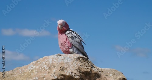 Galah Pink and Grey Cockatoo Australian Birds
