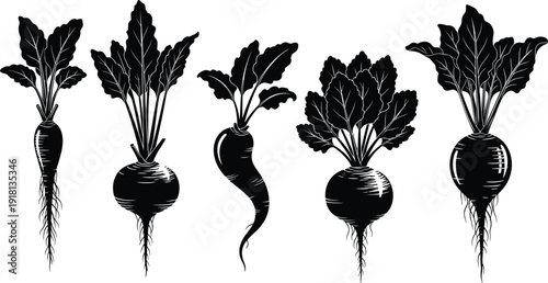 Black and white vector illustration of beetroot vegetables, detailed leaves, root forms, botanical drawing, agriculture, food design, healthy nutrition