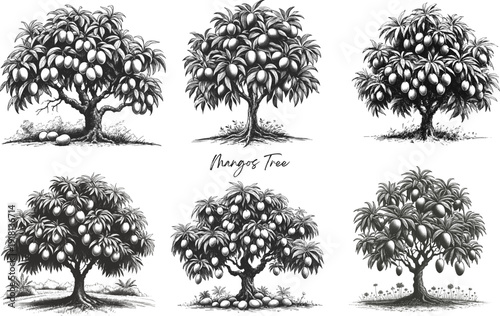 Golden Treasures: Mangoes on the Branch Mango tree fruit vintage linework ink sketch hand drawn pen drawing summer vector illustration svg