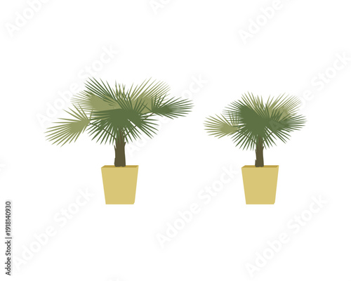 Potted Palm Plant Vector Illustration