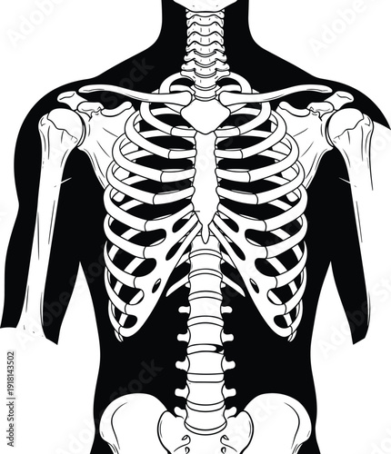 Detailed black and white vector illustration of a human skeletal system showing the rib cage spine shoulders and pelvis for medical education and anatomy branding