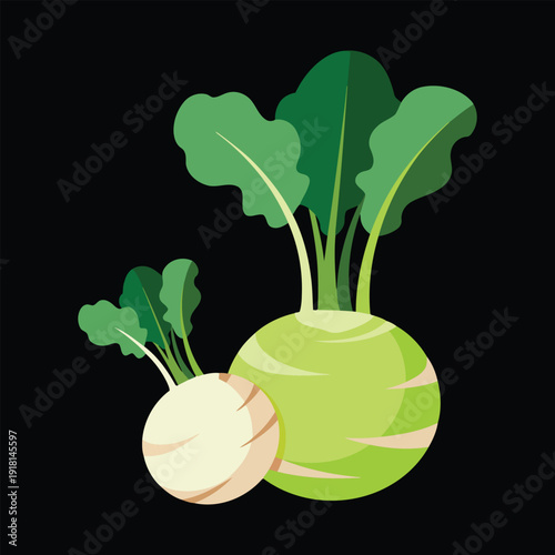 Two kohlrabi vegetables with green leaves flat design vector healthy food illustration