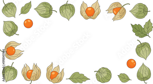 Physalis fruit and green leaves hand drawn vector frame with cape gooseberry botanical elements for organic food packaging and natural design.