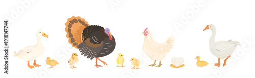 Cute cartoon family farm Birds collection. Vector hand drawn illustration of Chicken, Hen, Chick, Duck, Goose, gosling, Turkey and nest with eggs isolated on white background. Set of poultry clip art.