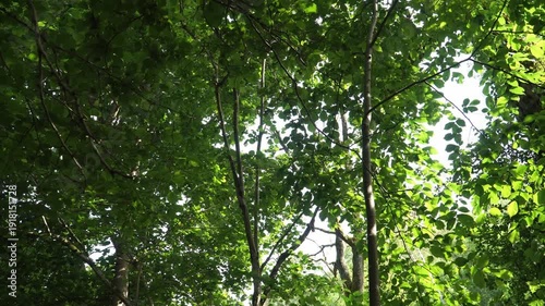 Wallpaper Mural Rotating upward view through shady and sunlit lush green foliage of young deciduous forest on sunny summer day. Camera looks up at bright sky through dense tree canopy in wild nature.  Torontodigital.ca