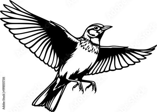skylark silhouette line art vector illustration with a white background
