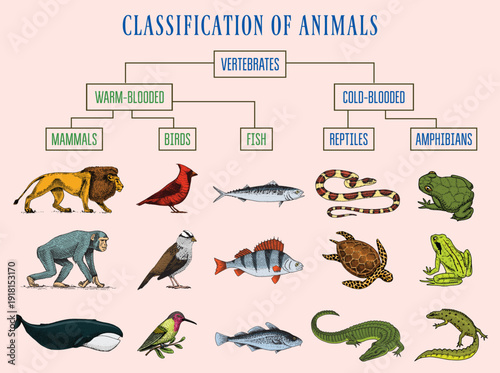 Educational infographic chart showing the classification of vertebrate animals into mammals, birds, fish, reptiles, and amphibians.