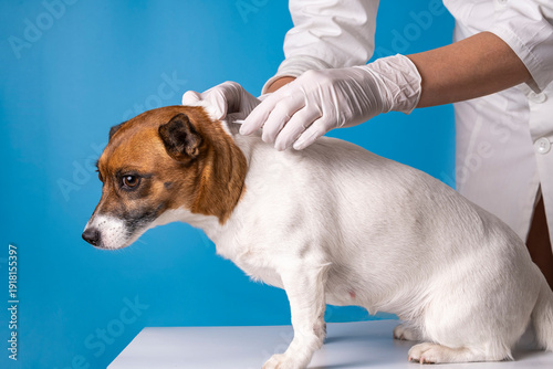Veterinarian in latex gloves applying flea and tick drops on a dog's neck. Close-up of parasite prevention treatment on a blue background. Professional pet healthcare.