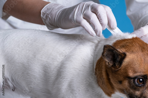Veterinarian in latex gloves applying flea and tick drops on a dog's neck. Close-up of parasite prevention treatment on a blue background. Professional pet healthcare.