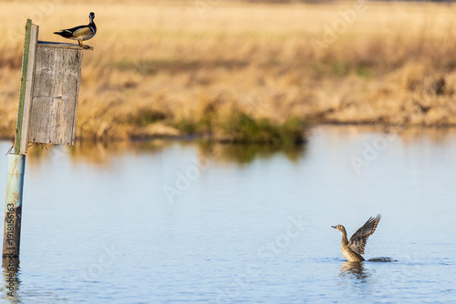 Canvas Print 00715-16005 Wood Duck (Aix sponsa) male and female at nest box in wetland Marion Co