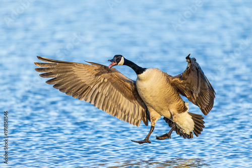 Fotografía 00748-07814 Canada Goose (Branta canadensis) landing in wetland Marion Co
