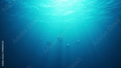 A group of white sharks swim underwater