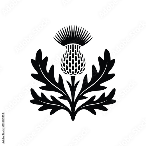 A detailed black and white illustration of a scottish thistle flower
