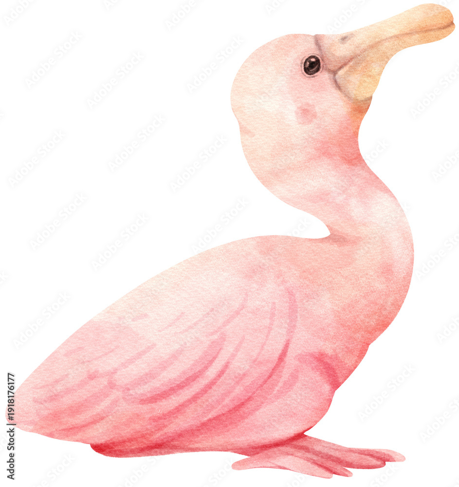 Fototapeta premium roseate spoonbill bird