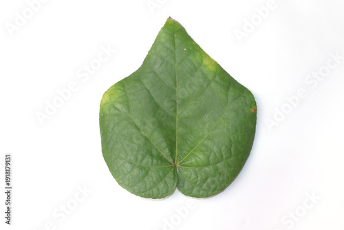 File Cercis Canadensis Leaf png Wikipedia