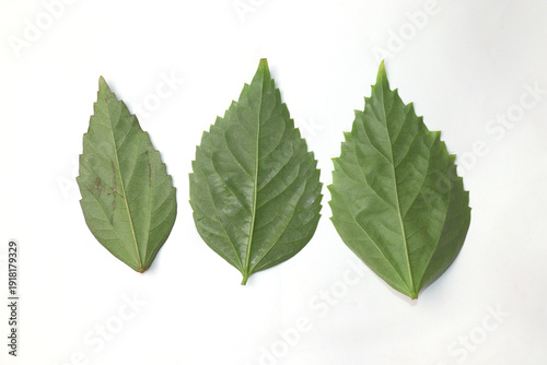 Green Leaf On White Stock Isolated on white Backgound