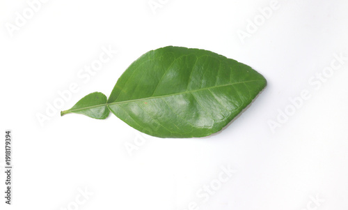 Green Leaves Lemon Citrus Leaves Isolated Stock Photo