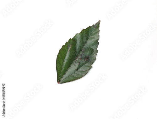 hibiscus leaf or rose mallows on white background image