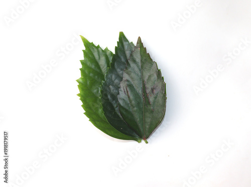 Hibiscus leaf or rosemallows on white background