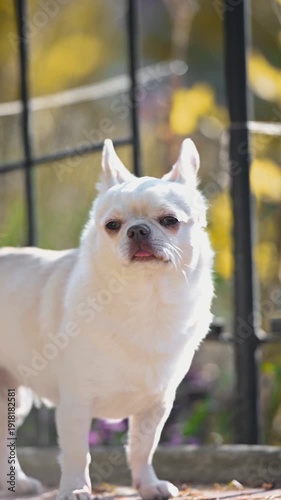Close-up video of a white Chihuahua standing outside with soft golden background. Calm pet portrait with copy space.