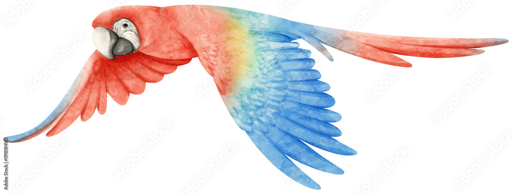 Obraz premium macaw parrot bird