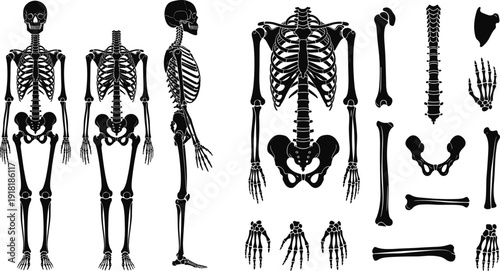 Human skeleton anatomy illustration set, medical bone artwork, rib cage pelvis vector, spine scapula design, hand foot skeletal graphic