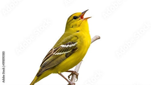 A vibrant yellow bird perched on a branch singing loudly on transparent background