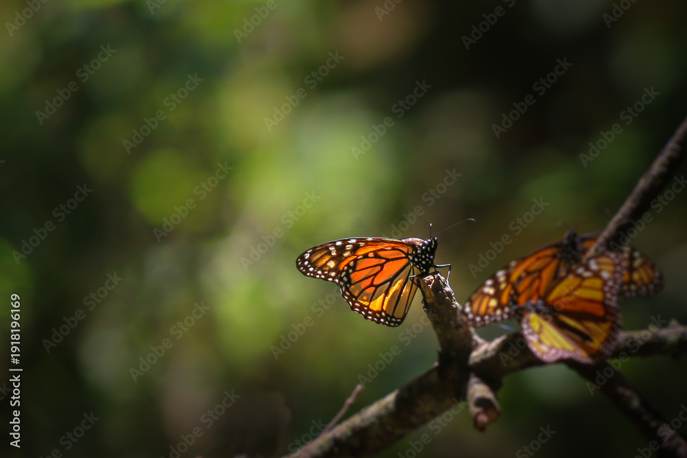 Fototapeta premium Monarch butterflies resting on branch with soft green background